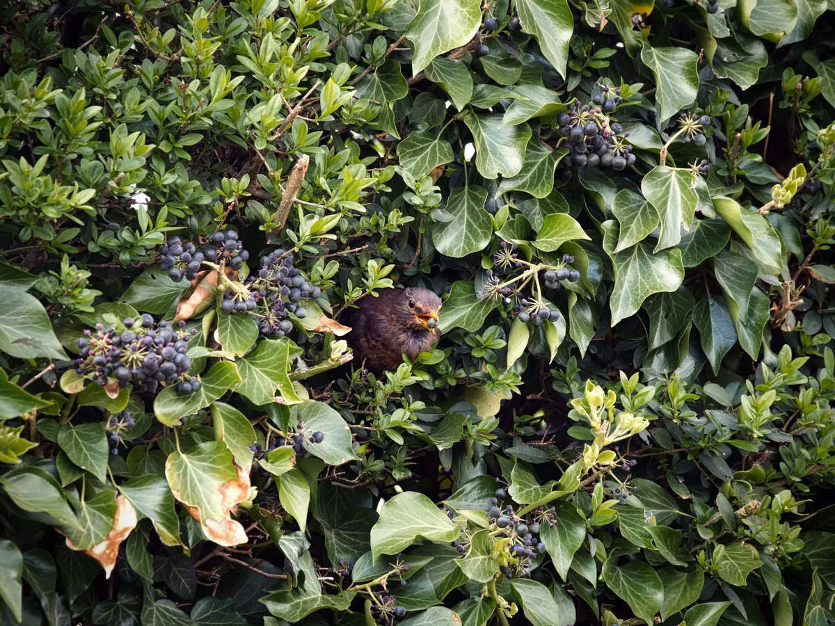 How to Create a Wildlife Hedge in Your Garden: A Beginner's Guide