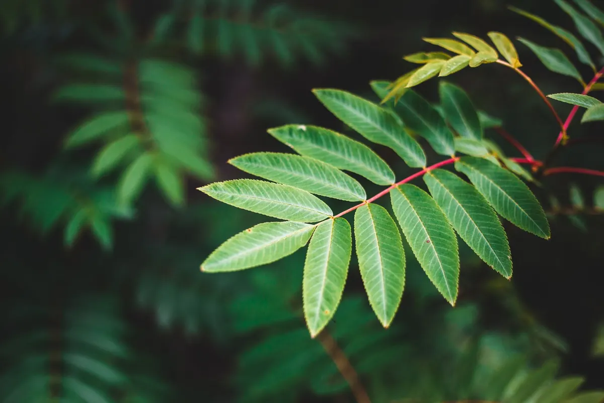 How to Identify Ash Dieback: A Checklist for UK Woodland Owners