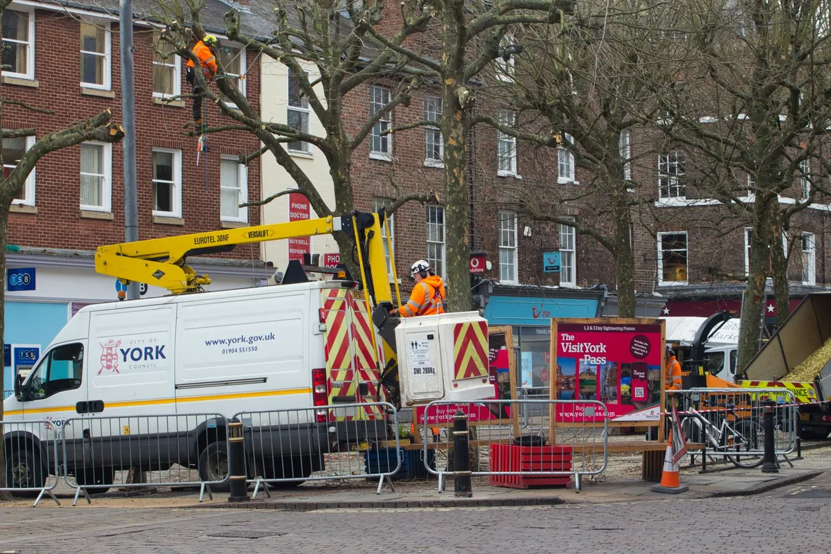 Tree Surgeon vs Arborist: What's the Difference and When to Hire One?